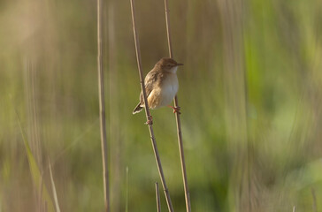 Zitting Cisticola Cisticola jucindis in close view in Brittany, France
