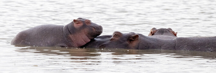 Fototapeta premium Mama Hippo and Baby