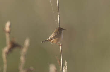 Zitting Cisticola Cisticola jucindis in close view in Brittany, France