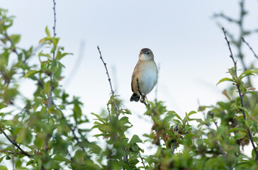 Zitting Cisticola Cisticola jucindis in close view in Brittany, France