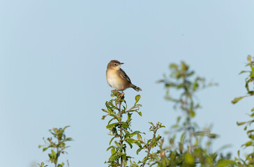 Zitting Cisticola Cisticola jucindis in close view in Brittany, France