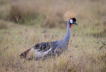 Crowned Crane Profile
