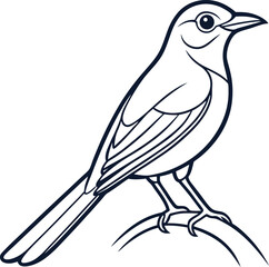 Oriental Magpie Robin outline vector illustration on white background