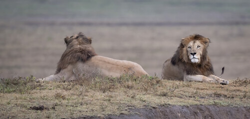 Male Lion Friends