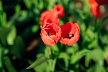Beautiful tulips in a flower bed in the garden. The blossoming buds of spring flowers. Beauty is in nature.