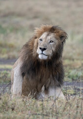 Black Maned Lion Portrait