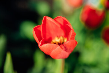 Beautiful tulips in a flower bed in the garden. The blossoming buds of spring flowers. Beauty is in nature.