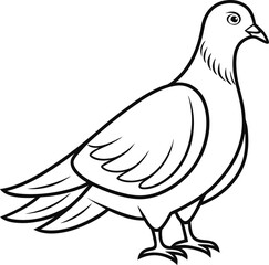 pigeon outline vector illustration isolated on white background