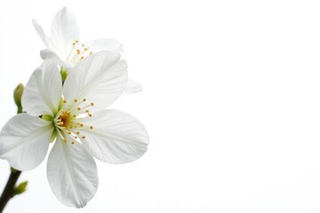 Fototapeta premium Delicate white flower blossoms against pure white background, delicate, beauty, white flower