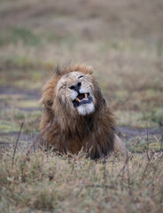 Black Maned Lion Yawning