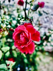 red rose in garden