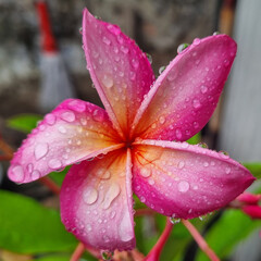 Plumeria, Frangipani, Graveyard tree, Close up pink-red plumeria flower