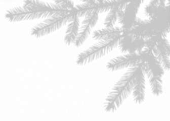 Shadow of a fir tree branch on transparent background, iconic for winter, holidays, and resilience. Perfect for Christmas and cozy projects.