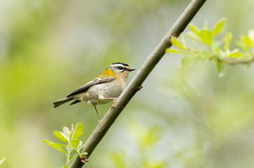 Common Firecrest Regulus ignicapilla singing or perching in Brittany, France
