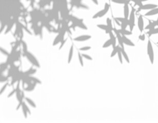 Shadow of an olive tree branch on transparent background, symbolizing peace, wisdom, Mediterranean culture. Great for rustic and sustainable projects.
