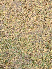 Close-up of a lush green and yellow grass field, Dry Grass texture isolated.
