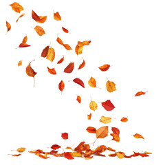 Autumn background with falling leaves isolated [Transparent Background PNG]. 