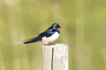 Barn Swallow Hirundo rustica in flight or perched