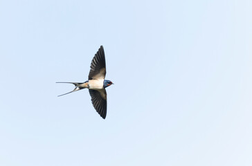 Barn Swallow Hirundo rustica in flight or perched