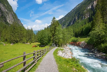 Fotobehang Alpen trail beside Stillupbach creek and pasture with grazing cows, Zillertal alps landscape in spring  © SusaZoom