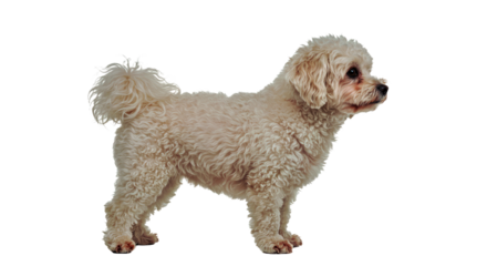 Alert Bichon Fris� dog standing in profile, showcasing its fluffy curly coat and a confident stance. Full body portrait isolated on a white background.