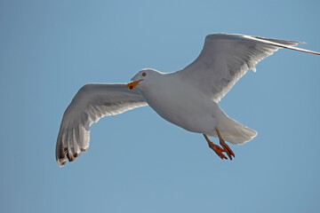 Flying Seagull from below with blue sky