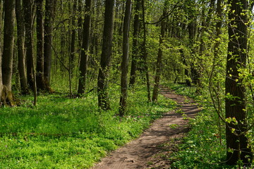 Narrow footpath among burgeoning trees in Baneasa forest near Bucharest in Romania, in spring sunny day, with flowers and green plants on the ground