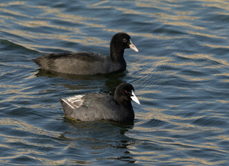 A pair of Common Coot at Buhair Lake, Bahrain