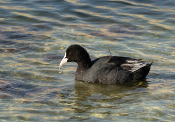 Portrait of a Common Coot at Buhair Lake, Bahrain