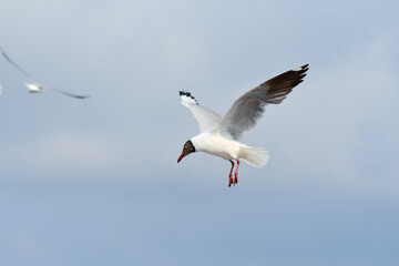 seagull in flight