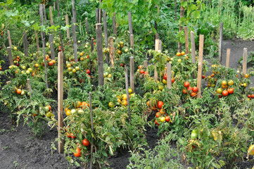 organically cultivated various vegetables and fruits  in the vegetable garden
