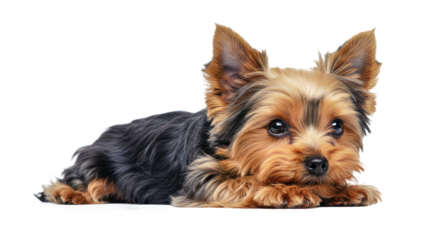 Calm Yorkshire Terrier (Yorkie) lying down with a relaxed body, its silky long fur spread out. Full body small toy breed isolated on white.