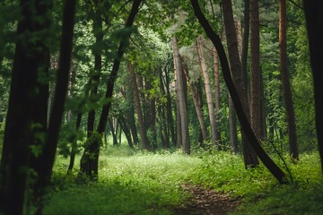 Obraz premium forest in the morning background