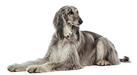 An elegant Afghan Hound sits gracefully, its long flowing coat draped beautifully, bearing a regal expression. Majestic sighthound isolated on white.