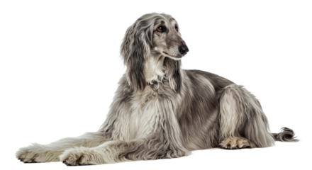 An elegant Afghan Hound sits gracefully, its long flowing coat draped beautifully, bearing a regal expression. Majestic sighthound isolated on white.