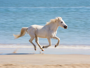 Obraz premium Powerful White Horse in Motion on a Sunny Beach.