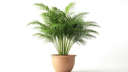Fototapeta premium Palm tree in a basket isolated on white background ,Potted plant and white background. ,Houseplant in a basket on a white background