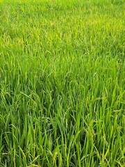 Lush green rice paddy fields under sunlight, showcasing agricultural beauty, a Vast green rice field under a clear blue sky, Lush green rice paddy fields under sunlight, showcasing agricultural beauty