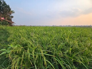 Lush green rice paddy fields under sunlight, showcasing agricultural beauty, a Vast green rice field under a clear blue sky, Lush green rice paddy fields under sunlight, showcasing agricultural beauty