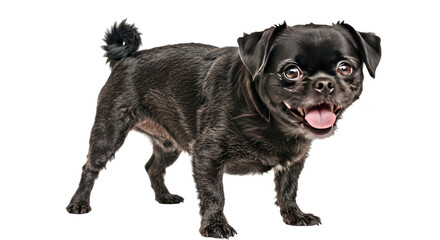 Naklejka premium A playful Affenpinscher dog stands with its tongue sticking out and bright, mischievous eyes. Full body portrait isolated on white background.