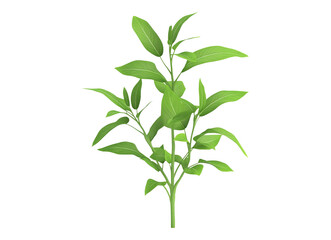 Fototapeta premium Andrographis plant