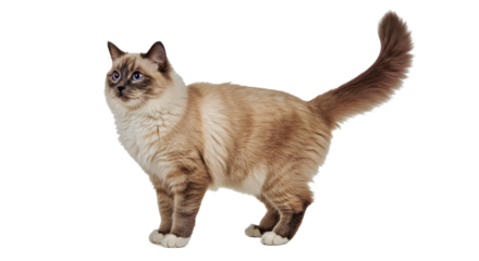 Playful Ragdoll cat stands with its fluffy tail held high and a sweet expression. Full body gentle giant feline isolated on white background.