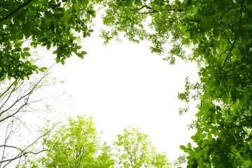 leaves on the tree during the day