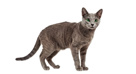Playful Russian Blue cat stands showcasing its slender, athletic body and curious bright green eyes. Full body elegant feline isolated on white.