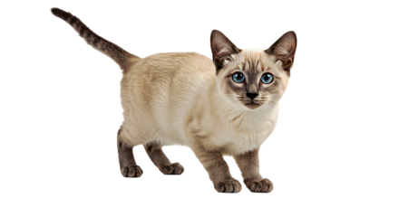 Playful Siamese cat stands with perked ears and a bright, curious gaze, looking alert and engaged. Full body elegant feline isolated on white.