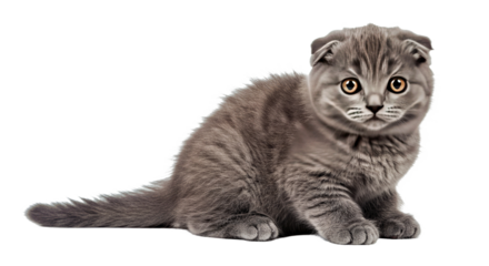Cute Scottish Fold kitten sits adorably with plush soft fur, characteristic folded ears, and big round eyes. Unique young feline isolated on white.