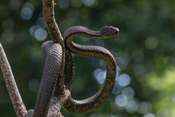 Black mangrove pit viper on a tree branch