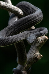 Black mangrove pit viper on a tree branch