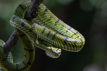Beautiful close up of a Trimeresurus sumatranus