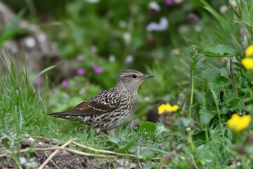 
Common starling (Sturnus vulgaris)